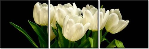 90 80CM OBRAZ T3 ELEM BIAŁE TULIPANY MARK FREETH DRUK ŚCIENNY na Arena.pl