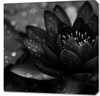 product-compare-59509774