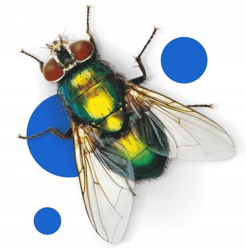 bros - pułapka z płynem na osy i muchy na Arena.pl