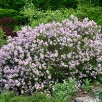 Lilak koreański MISS KIM Bez Jasnoróżowy Pachnący