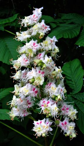 KASZTANOWIEC ZWYCZAJNY - sadzonki 30 / 50 cm na Arena.pl