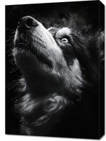 Obraz 50x70cm Portret Zwierząt do Salonu Pokoju | Husky 2 | Czarno Białe