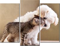 product-compare-58672327