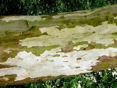 Platan 110-130-cm C3 zdjęcie 1