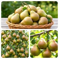 GRUSZA MICHAŁÓWKA STARA POLSKA ODMIANA SŁODKA WCZESNA WYTRZYMAŁA