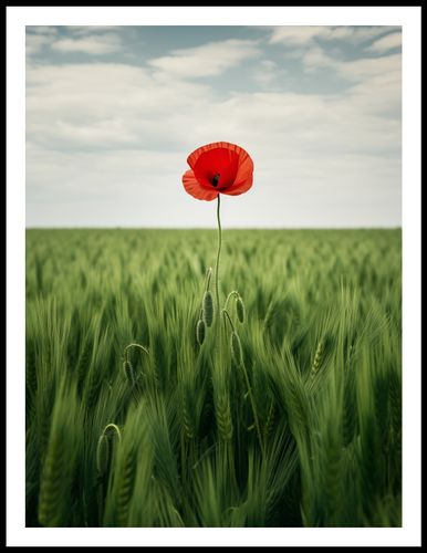 Plakat 60x80cm Samotny Mak na Polu na Arena.pl