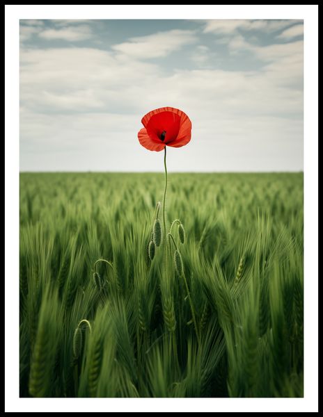 Plakat 60x80cm Samotny Mak na Polu zdjęcie 3