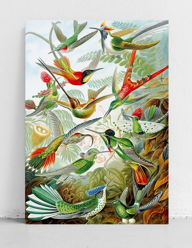 Plakat rajskie ptaki kompozycja 21x29,7 cm A4 na Arena.pl