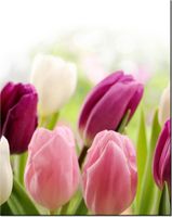 75CM 60CM OBRAZ ŚCIENNY [8] DRUK PŁÓTNO