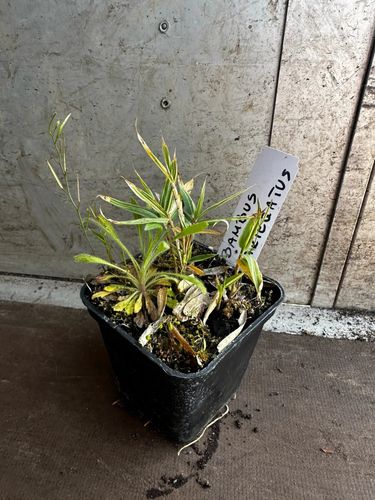 BAMBUS pygmaeus - sadzonki 10 / 20 cm na Arena.pl