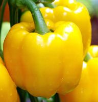 NASIONA Papryka Słodka Calipso ŻÓŁTA 0,5g PLANTICO Papryki 405851