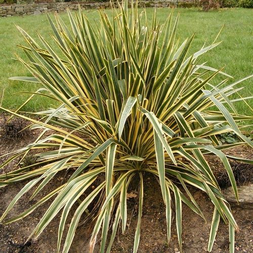 JUKA YUCCA Bright Edge sadzonki P9 na Arena.pl