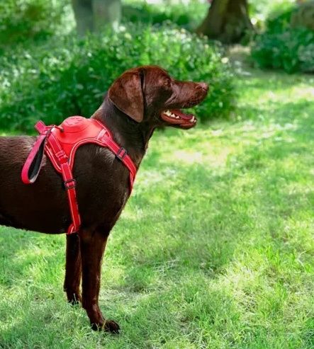 Szelki dla psa z wbudowaną smyczą automatyczną Zolux Easyride XL czerwone na Arena.pl