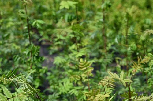 Jarząb pospolity - Sorbus aucuparia na Arena.pl