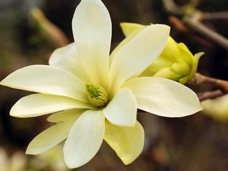 ŻÓŁTO ZIELONE TULIPANY MAGNOLIA GOLD STAR NOWOŚ zdjęcie 1