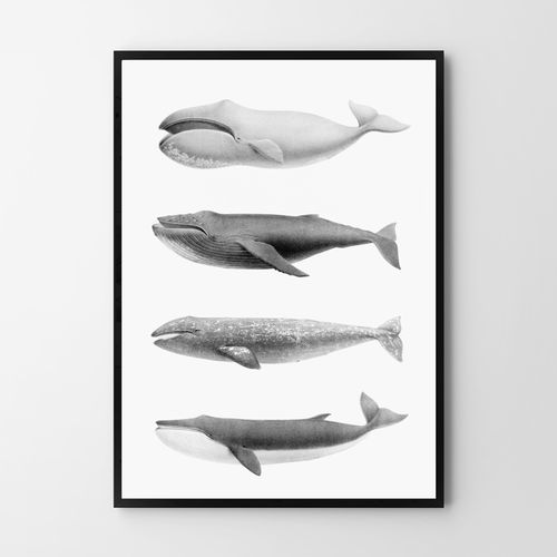 Plakat humbaki wieloryb 21x29,7 cm A4 na Arena.pl