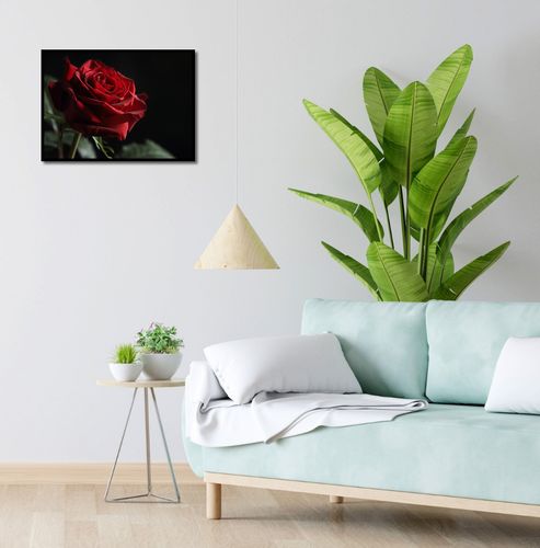 Plakat 55x40cm Róża w Półcieniu na Arena.pl