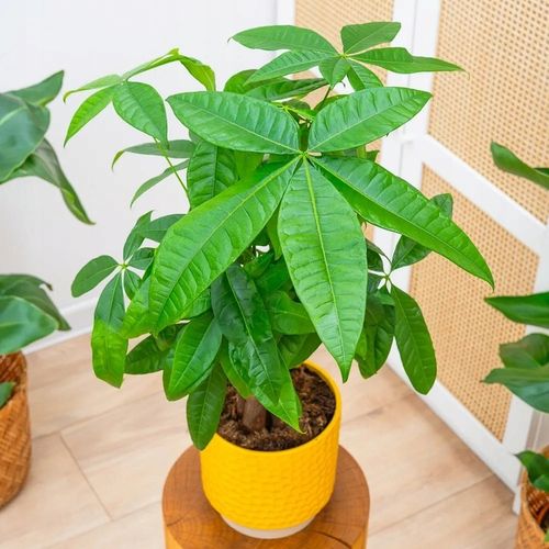 Pachira Aquatica DRZEWKO SZCZĘSCIA I Pieniędzy - Sekrety Feng Shui Dla na Arena.pl