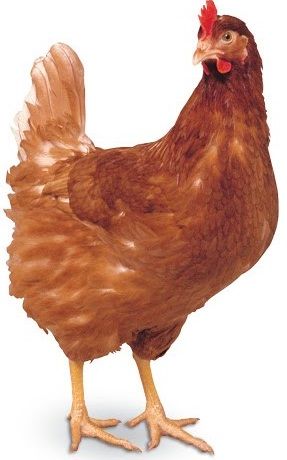 Kurka Naturka Nioska Sypka pasza dla kur 25kg na Arena.pl