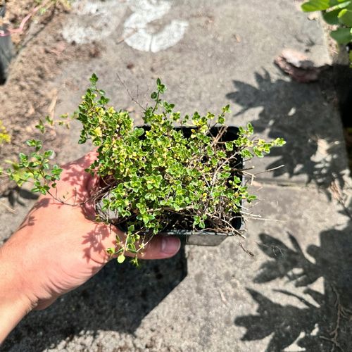 Macierzanka cytrynowa 'Doone Valley' (Thymus x citriodorus) P9 na Arena.pl