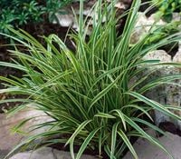 Turzyca GOLDBAND doniczka ZIMOZIELONA sadzonka PIĘKNA trawa OZDOBA ogrodu