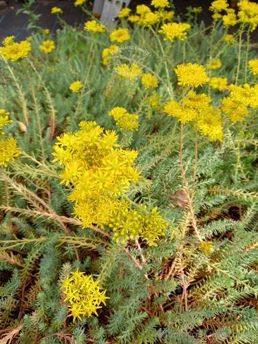 Rozchodnik ościsty - Sedum reflexum na Arena.pl