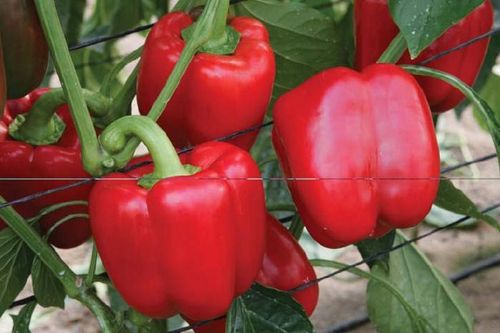 Grzybnia mikoryzowa POMIDORY i PAPRYKA na Arena.pl