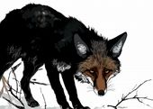 Plakat 35x25cm Nieufny Lis