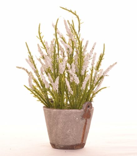 Wrzos biały w donicy na Arena.pl