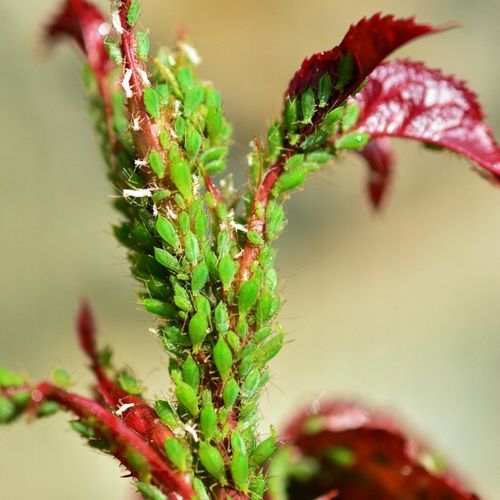 Substral Polysect Środek Oprysk Mszyce Przędziorki Wełnowce Mączliki na Arena.pl