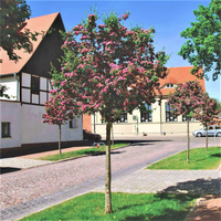 GŁÓG PAUL'S szczepiony na pniu - sadzonki 160 / 190 cm