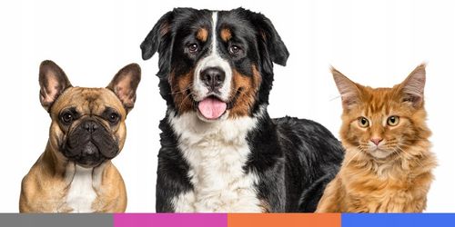 PRO SAFE Obroża na KLESZCZE PCHŁY psów kotów do 8kg ANTYKLESZCZOWA 38cm na Arena.pl