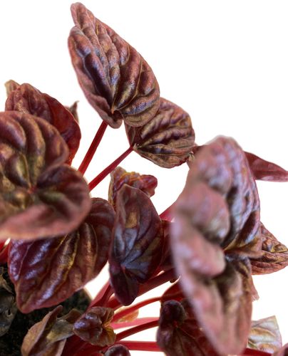 Peperomia RED LUNA 12 cm na Arena.pl