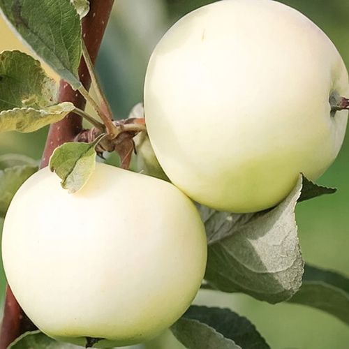 SADZONKI DRZEWKA OWOCOWE JABŁOŃ PAPIERÓWKA STAROPOLSKA WCZESNA na Arena.pl