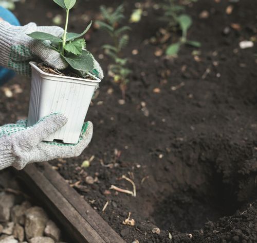 Spalinowy Świder Ziemny Wiertnica Spalinowa Glebowa 2 Wiertła SCHEPPACH na Arena.pl