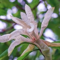 product-compare-57951118