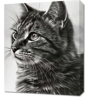 Obraz 50x60cm Kocie Wpatrzenie