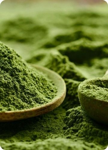 Green Ways 100%BIO CHLORELLA + SOK Z ZIELONEGO JĘCZMIENIA + SHAKER + MIARKA na Arena.pl