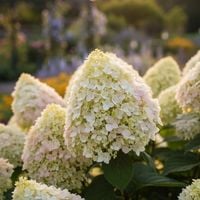 HORTENSJA BUKIETOWA DIAMANTINO DIAMENTOWY BLASK