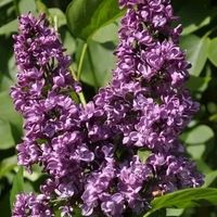 BEZ LILAK CHARLES JOLY - sadzonki 50 / 60 cm