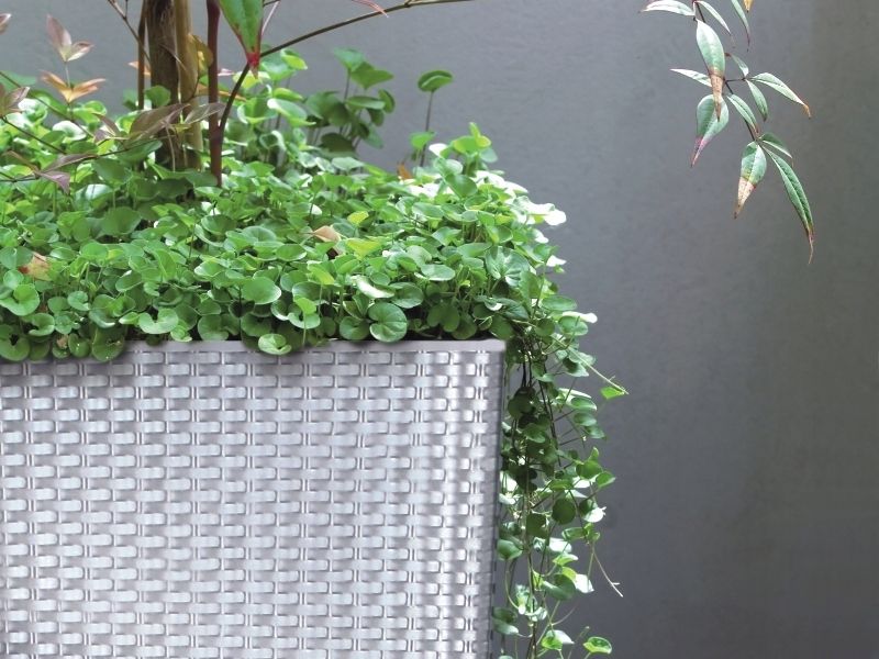 Doniczka RATO niska DRTS325L z wkładem | Umbra zdjęcie 6