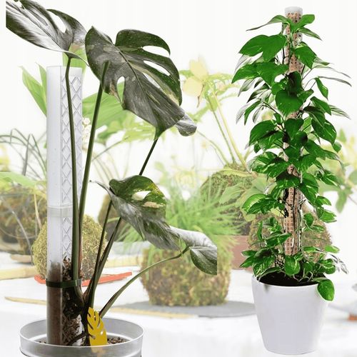 Mech Sphagnum 8L Besgrow Spagmoss Classic torfowiec 100G podłoże pH na Arena.pl