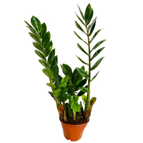 ZAMIOKULKAS (ZAMIOCULCAS) 50cm na Arena.pl