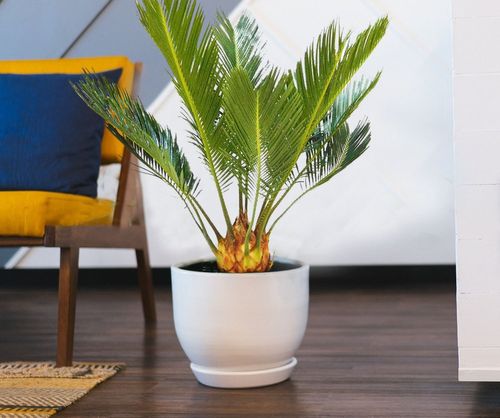 CYKAS (CYCAS) 40 cm na Arena.pl