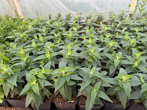 Pysznogłówka ogrodowa różowa 'Balmy Lilac' (Monarda didyma) Doniczka 1.0L na Arena.pl