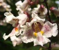 SURMIA ZWYCZAJNA Catalpa bignonioides NASIONA 900 sztuk - 10g.