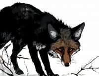 Plakat 65x50cm Nieufny Lis