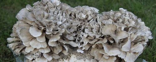 MAITAKE Grifola frondosa ekstrakt 100ml na Arena.pl