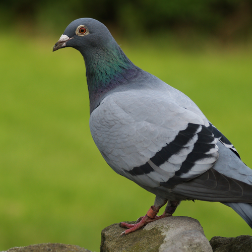 Corte Gran 5kg PATRON na Arena.pl