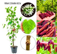 Morwa Czerwona obfite owocowanie KRZEW 100-150 cm